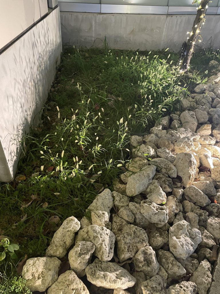 セナラ大宮店除草作業