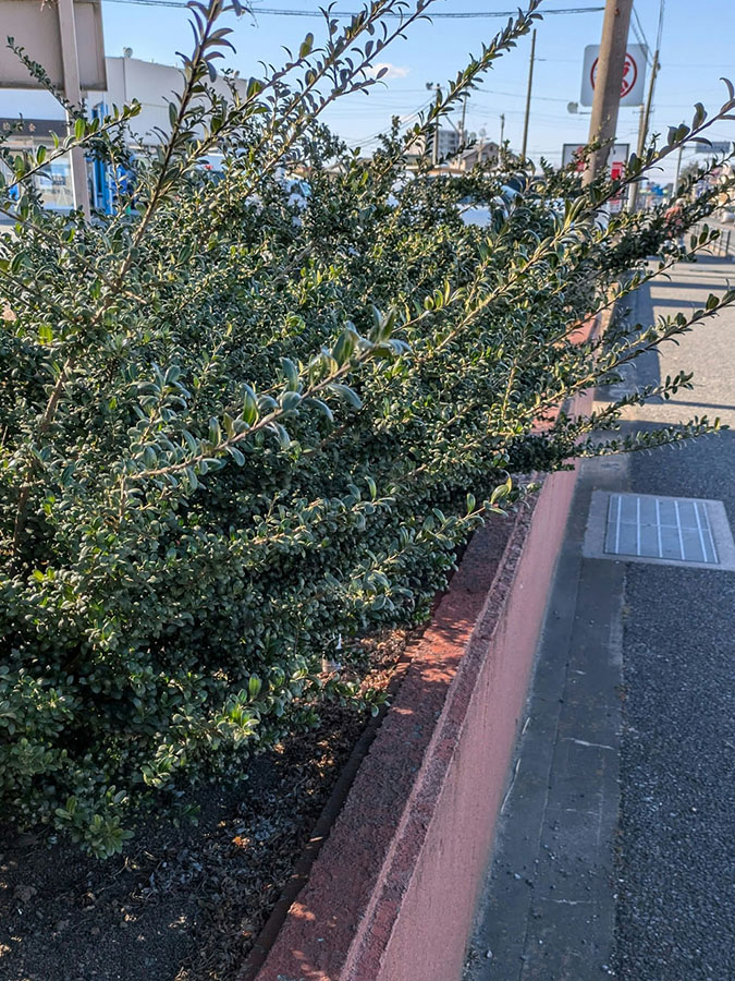 歩道沿いの植木を剪定する前