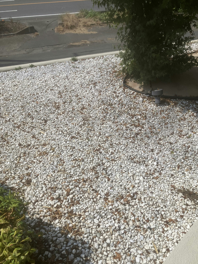 出入口の落ち葉清掃とデッキ清掃を行いました