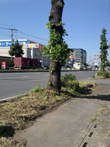 セナラ熊谷店　国道沿い駐車場出入口の除草作業後