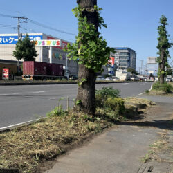 セナラ熊谷店　国道沿い駐車場出入口の除草作業後