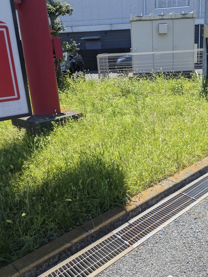 セナラ深谷店 駐車場の芝刈り・エントランス柱の塗装を行いました
